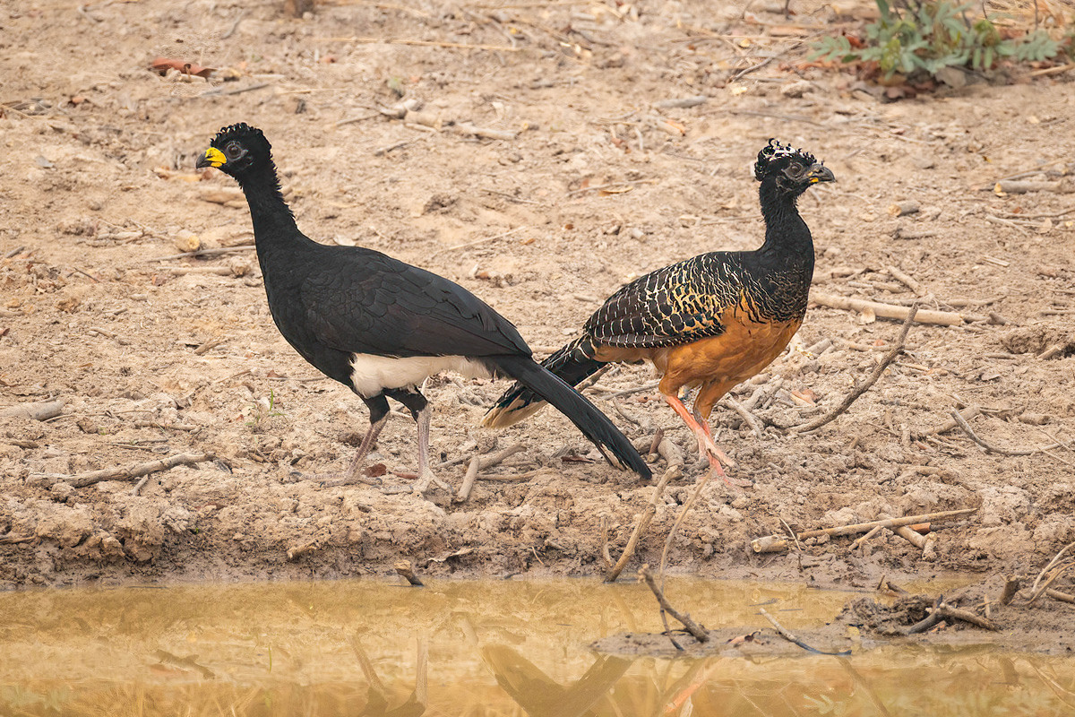 2024-09-13 011 Bare-faced Curassows.jpg