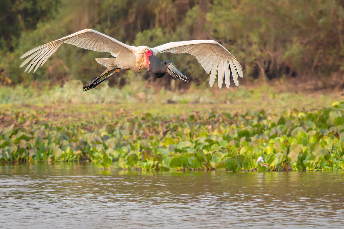 2024-09-13 102 Jabiru in Flight.jpg