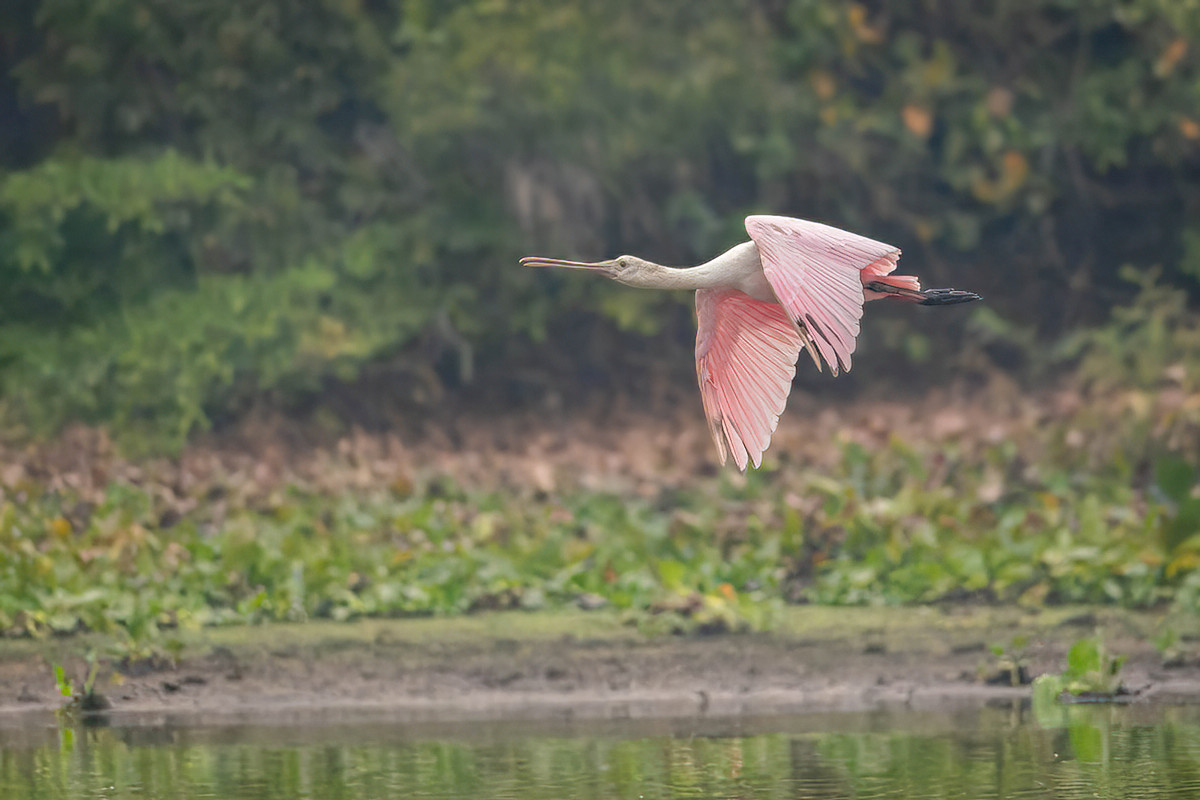 2024-09-14 07 Roseate Spoonbill in Flight.jpg