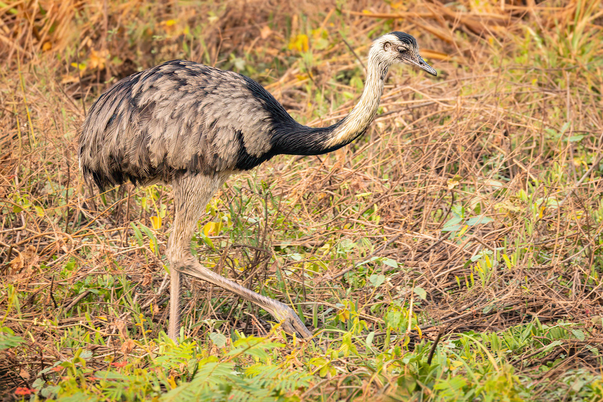 2024-09-15 048 Greater Rhea.jpg