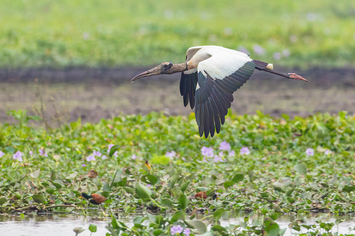 2024-09-16 036 Wood Stork in Flight.jpg
