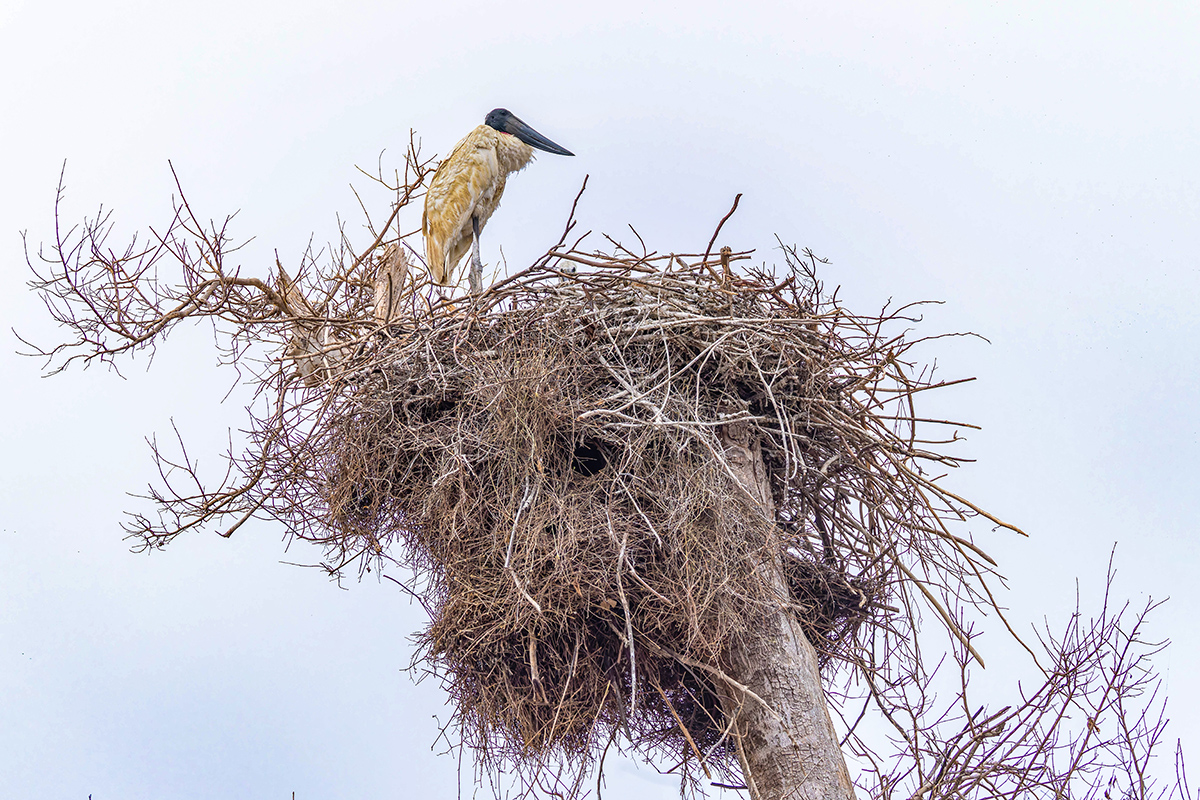 2024-09-16 046 Jabiru Nest.jpg