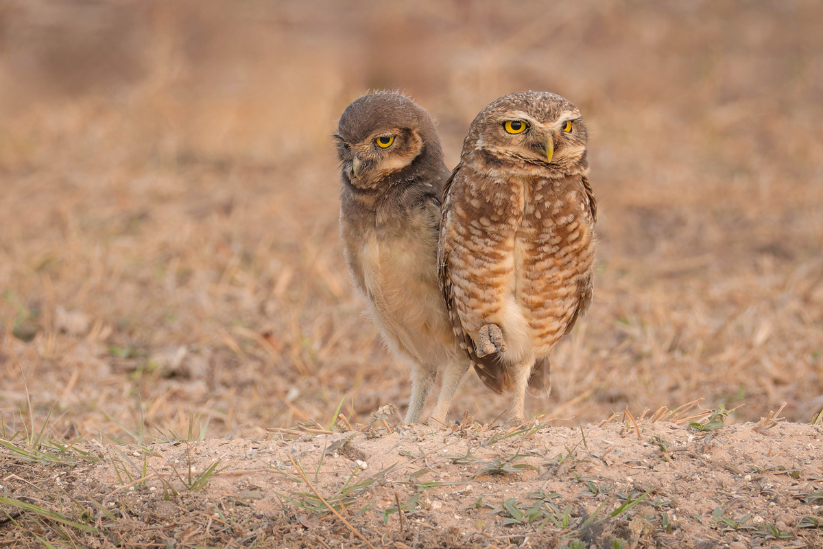 2024-09-18 07 Burrowing Owls.jpg