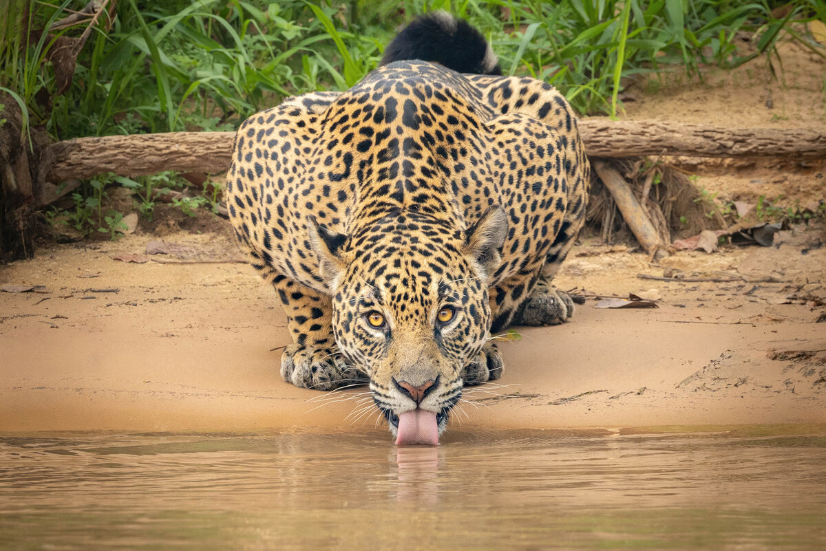 2024-09-21 017 Jaguar.jpg