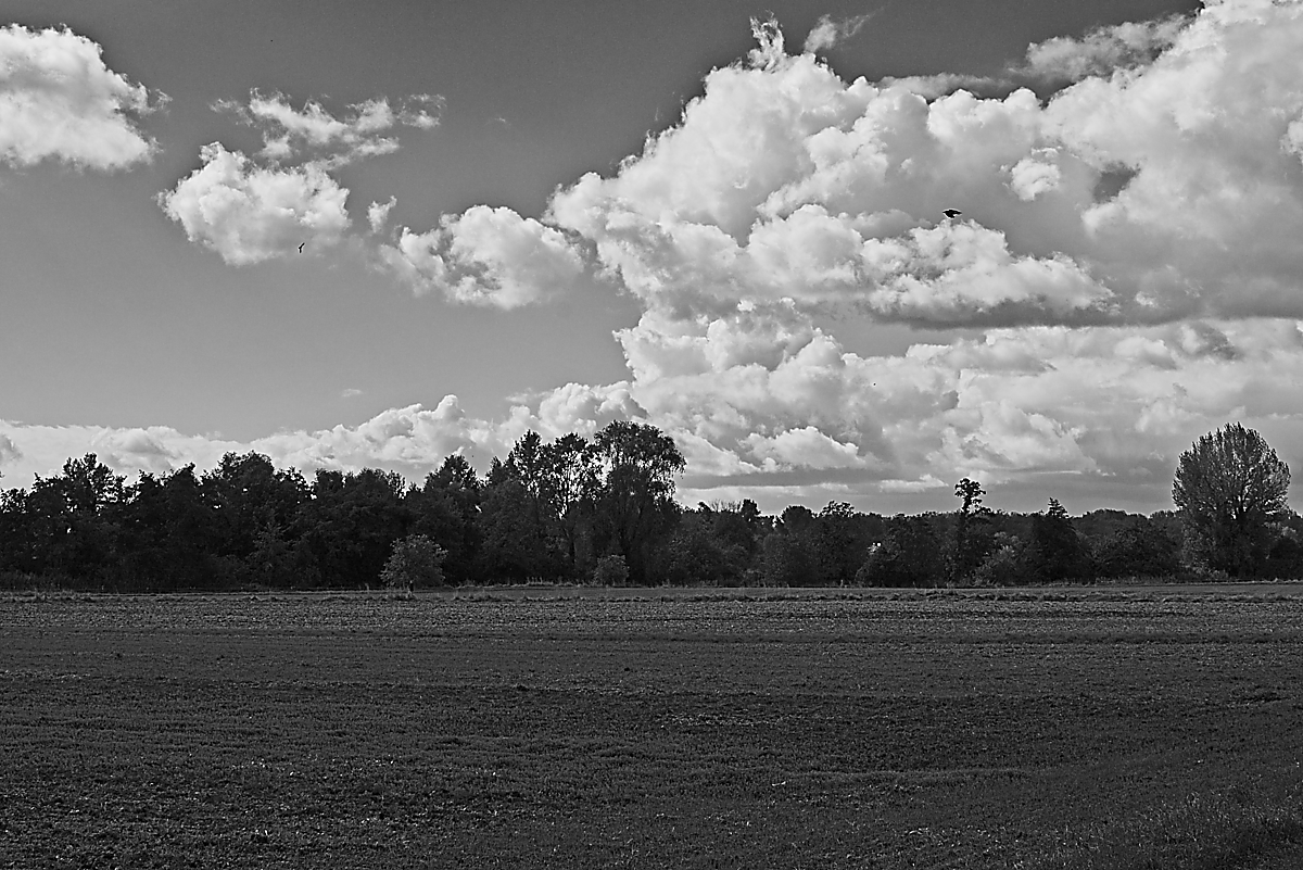 2024-09-28_13-25-52_012_NIKON Z 5 bw_1200.jpg