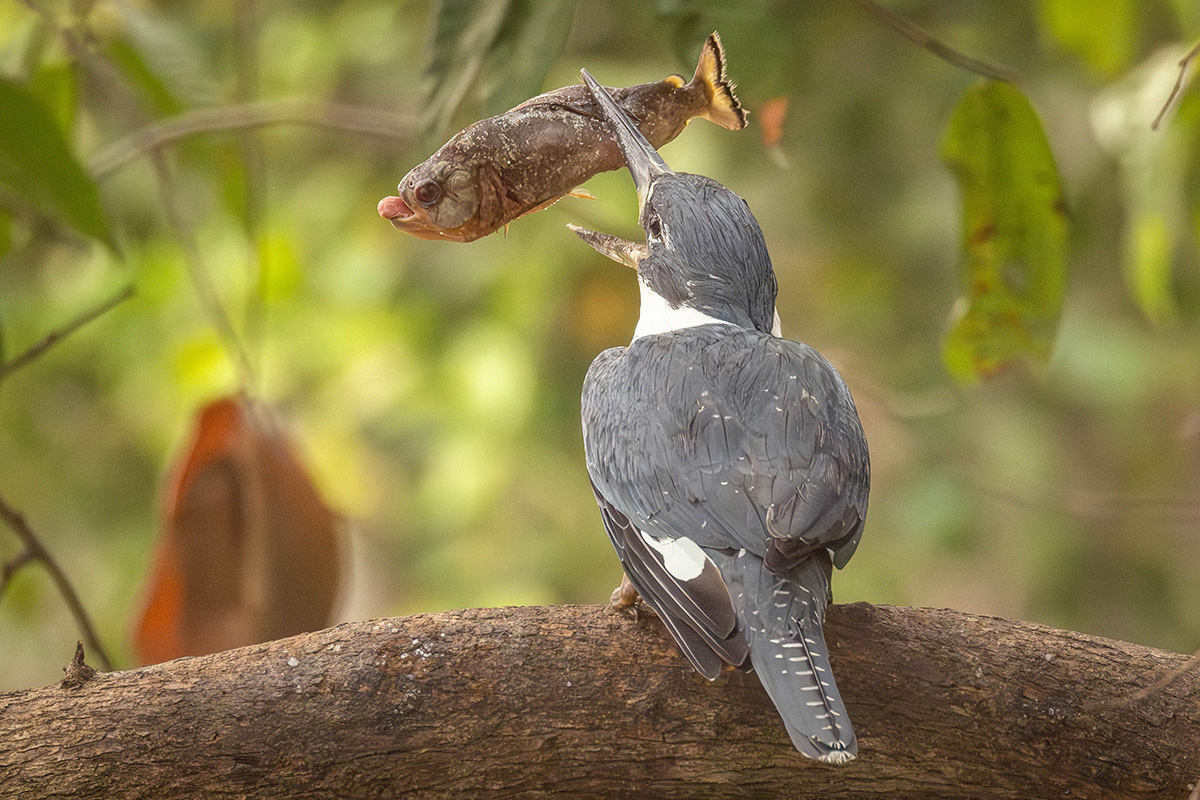 2024-09 Brazil - Amazon Kingfisher with Fish.jpg