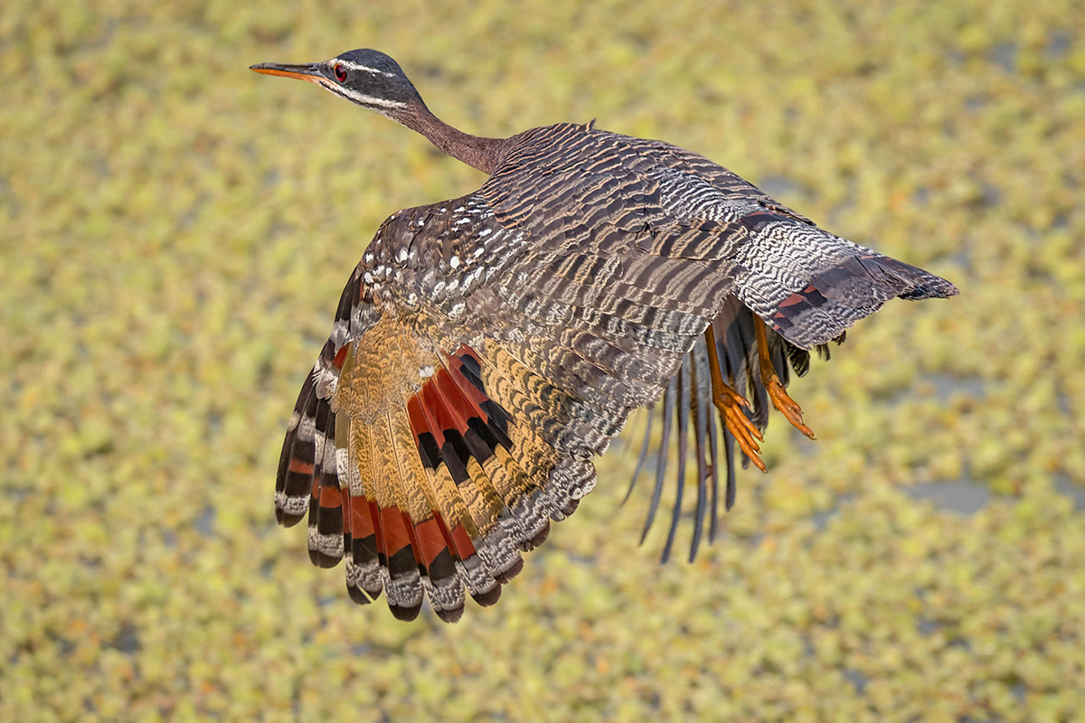 2024-09 Brazil - Sunbittern in Flight.jpg