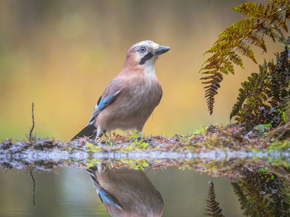 2024-11-15 06 Eurasian Jay.jpg