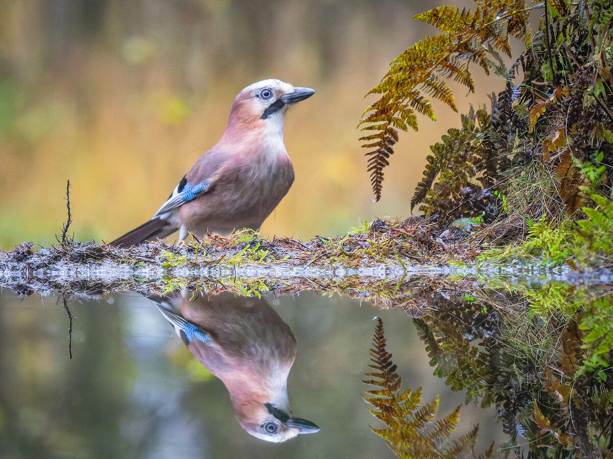 2024-11-15 07 Eurasian Jay.jpg