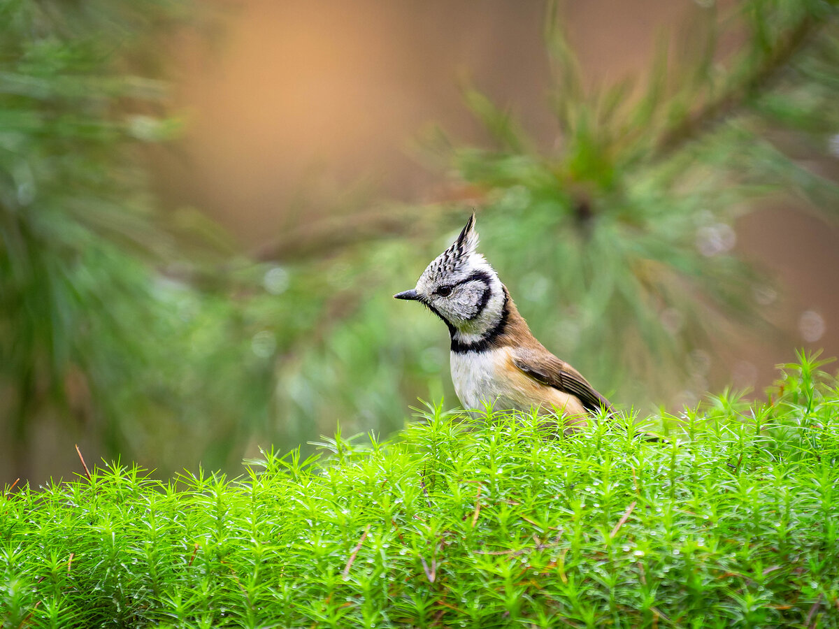 2024-11-15 21 Crested Tit.jpg