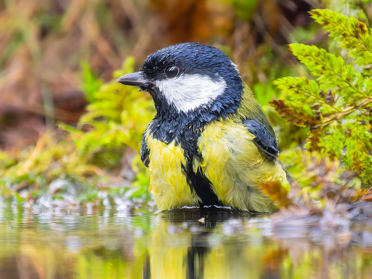 2024-11-15 24 Great Tit.jpg
