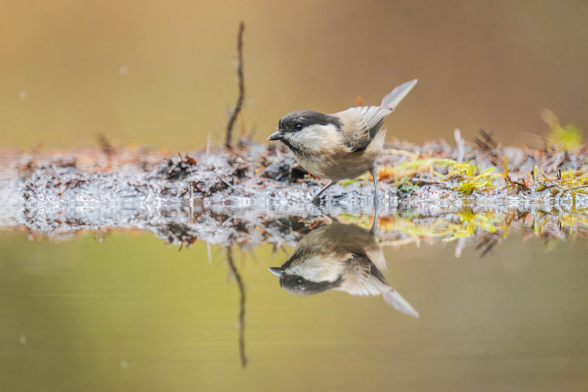 2024-11-15 56 Marsh Tit.jpg