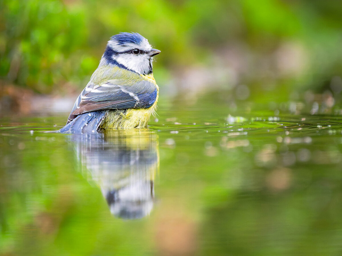 2024-11-15 79 Blue Tit.jpg