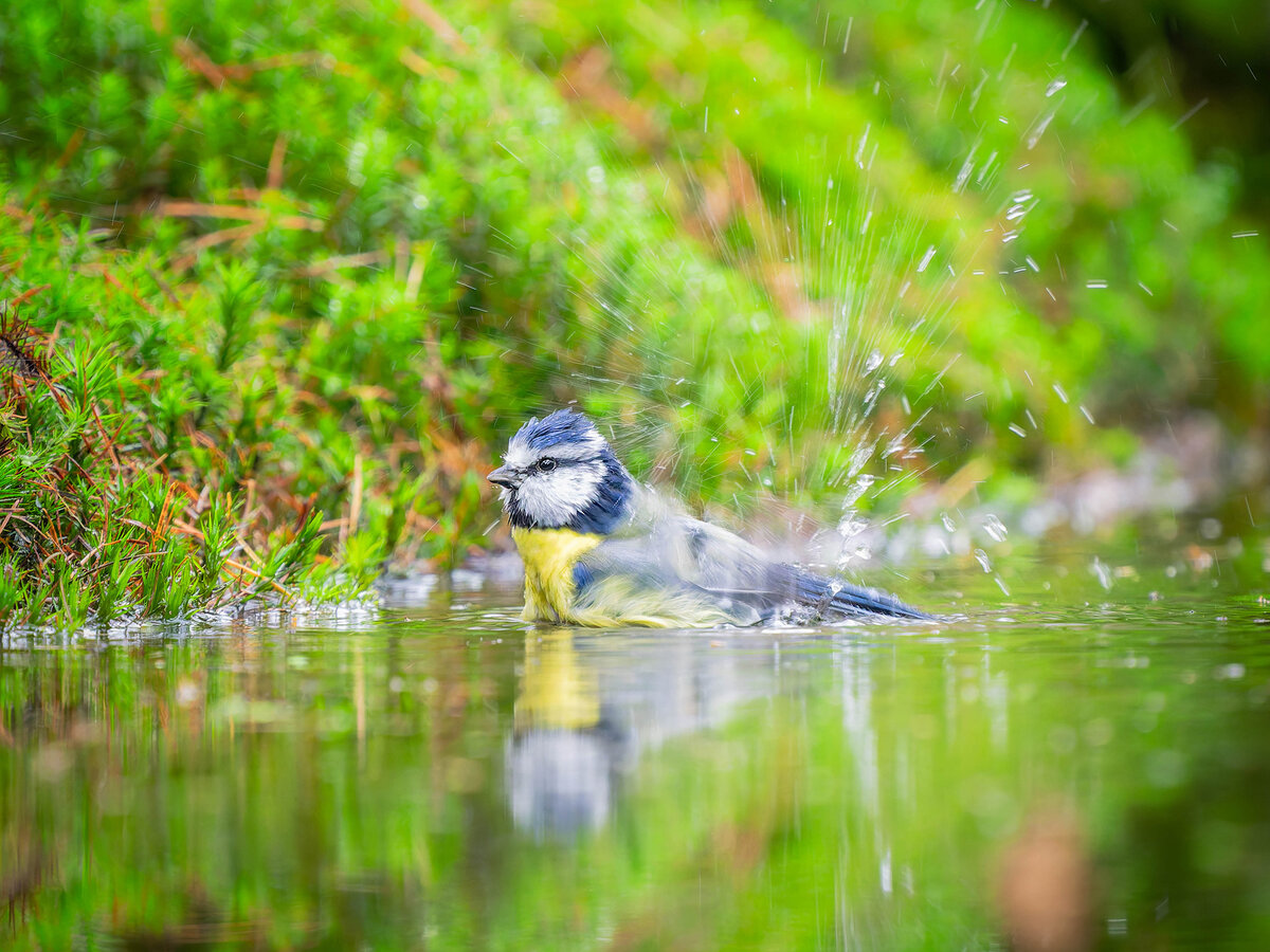 2024-11-15 80 Blue Tit.jpg