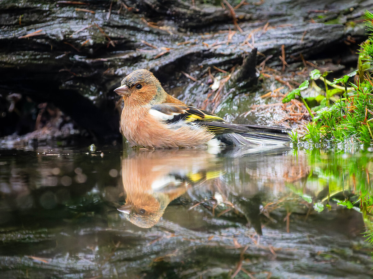 2024-11-15 82 Common Chaffinch.jpg