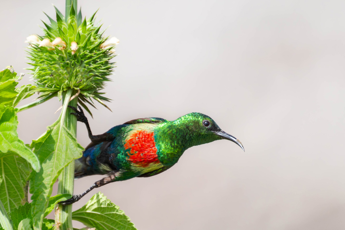 2024-12-12 020 Beautiful Sunbird.jpg