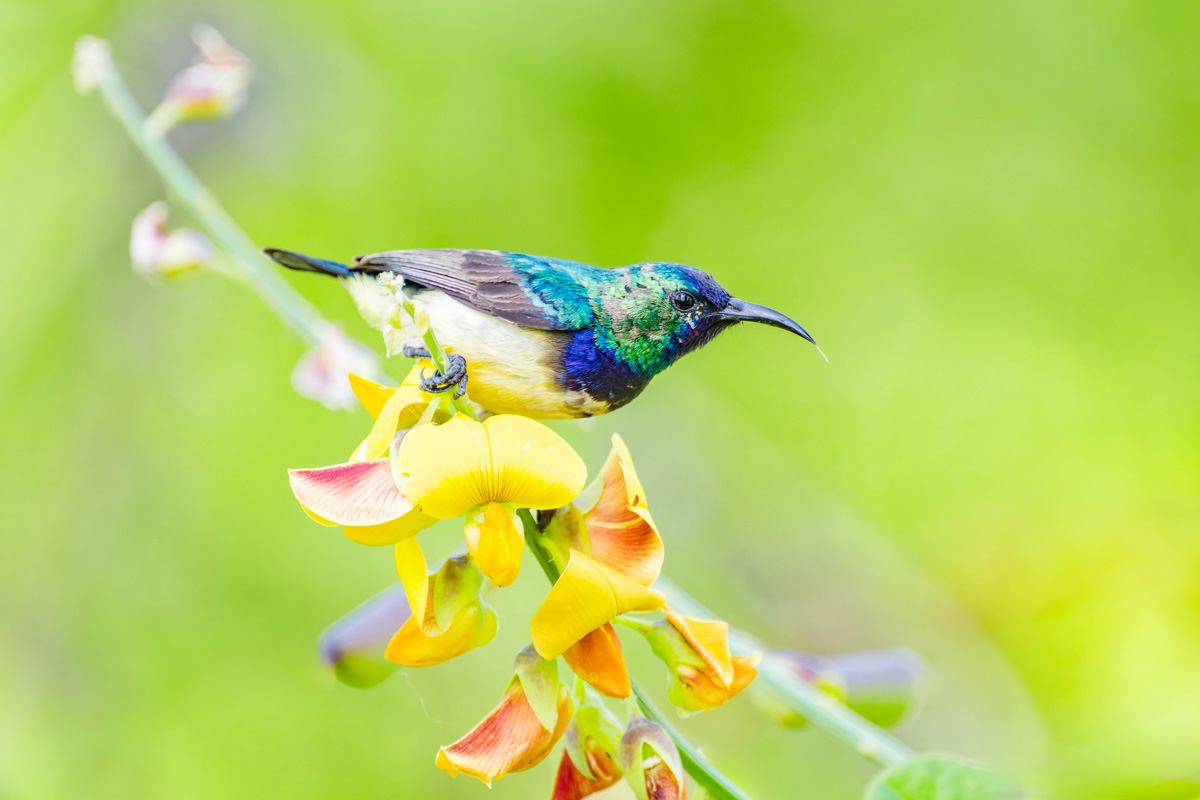2024-12-12 042 Variable Sunbird.jpg