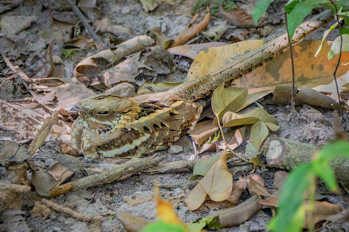 2024-12-14 071 Long-tailed Nightjar.jpg