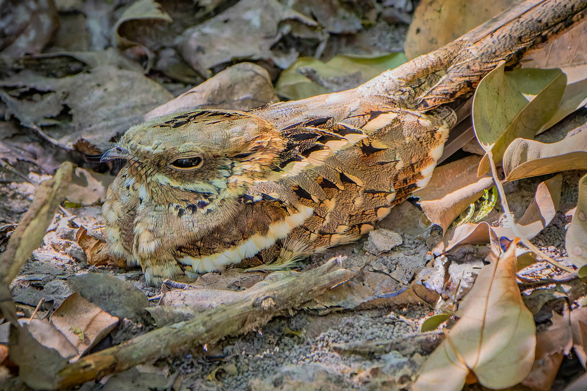 2024-12-14 072 Long-tailed Nightjar.jpg