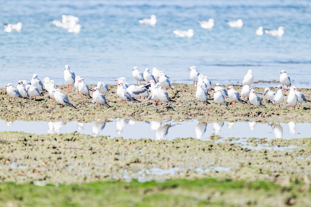 2024-12-14 092 Slender-billed Gulls.jpg