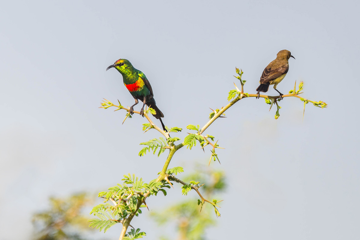 2024-12-15 035 Beautiful Sunbirds.jpg