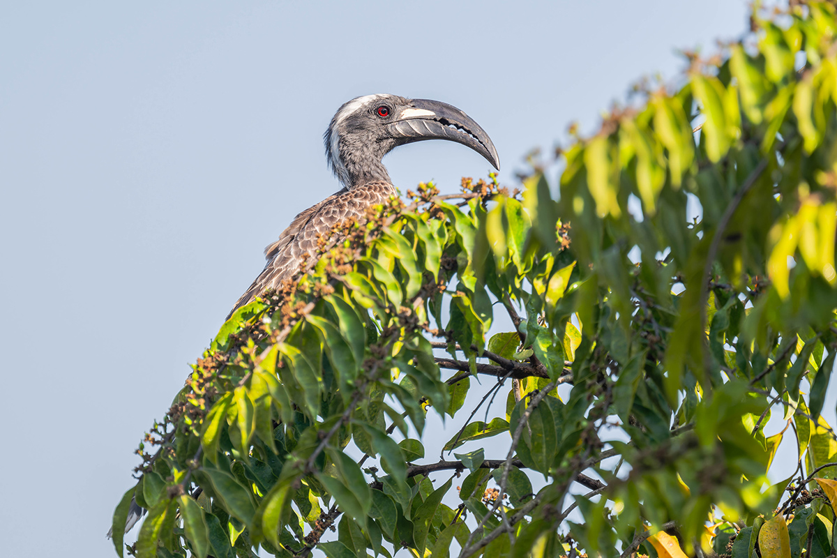 2024-12-15 049 African Grey Hornbill.jpg