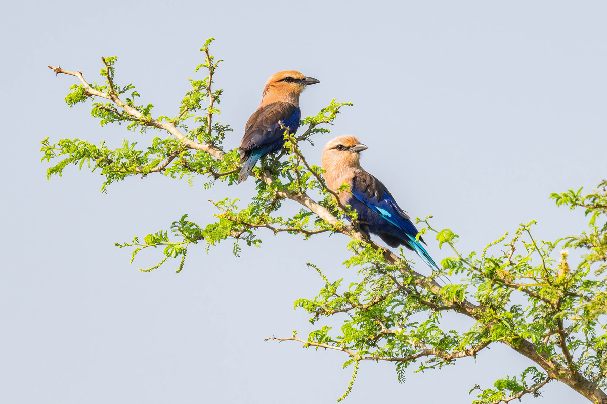 2024-12-15 055 Blue-bellied Rollers.jpg