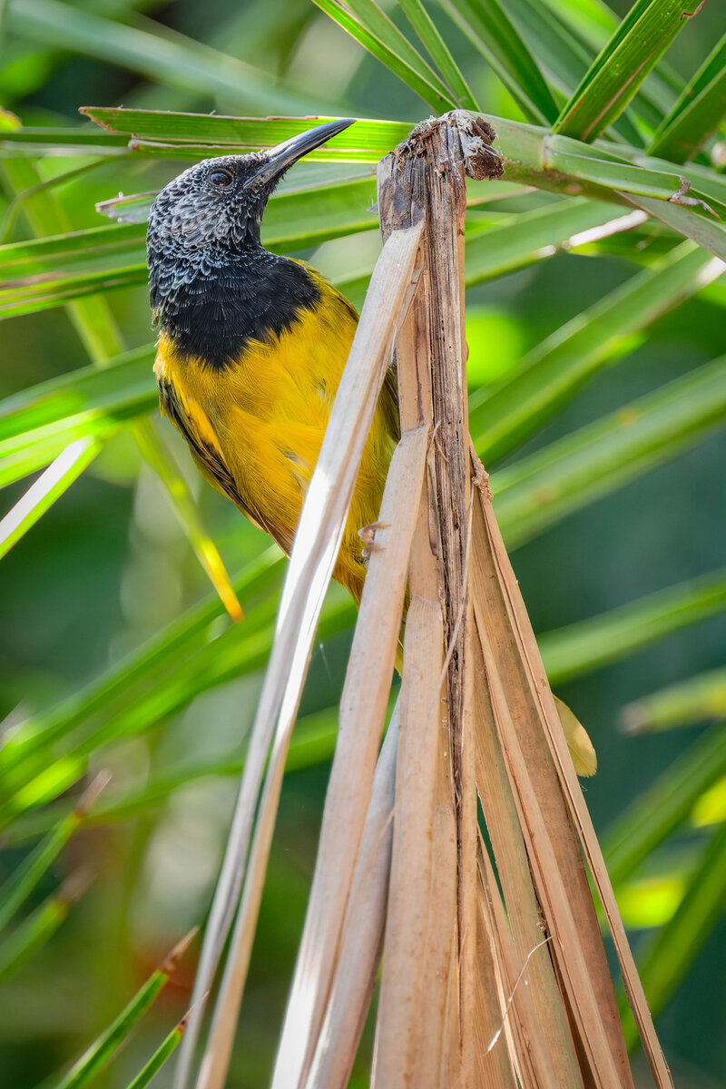 2024-12-15 108 Oriole Warbler.jpg