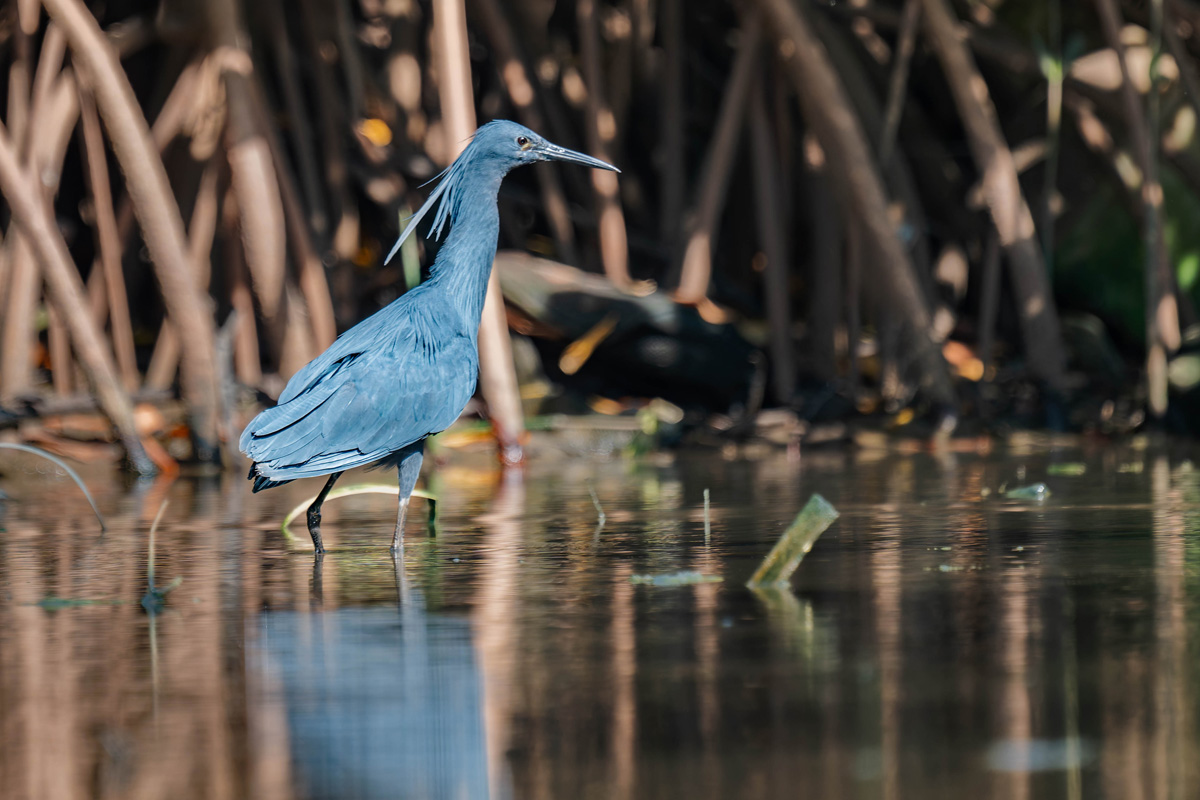 2024-12-15 138 Black Heron.jpg