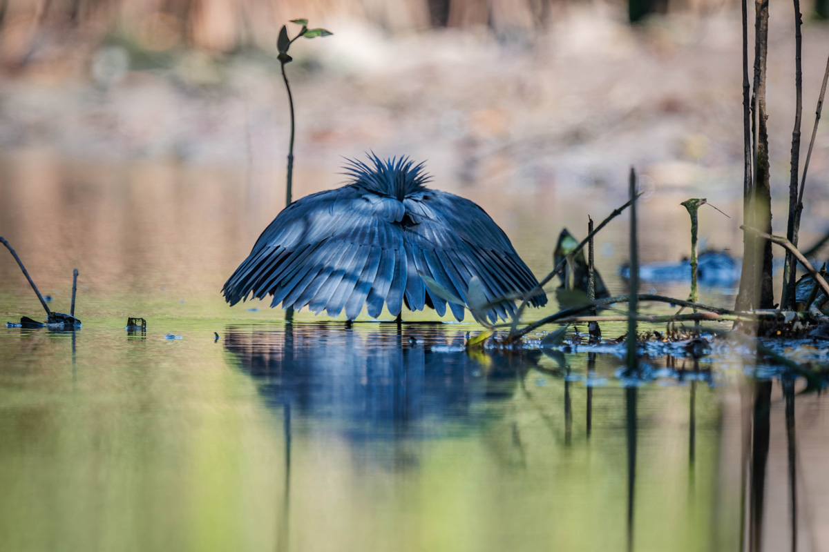 2024-12-15 144 Black Heron.jpg