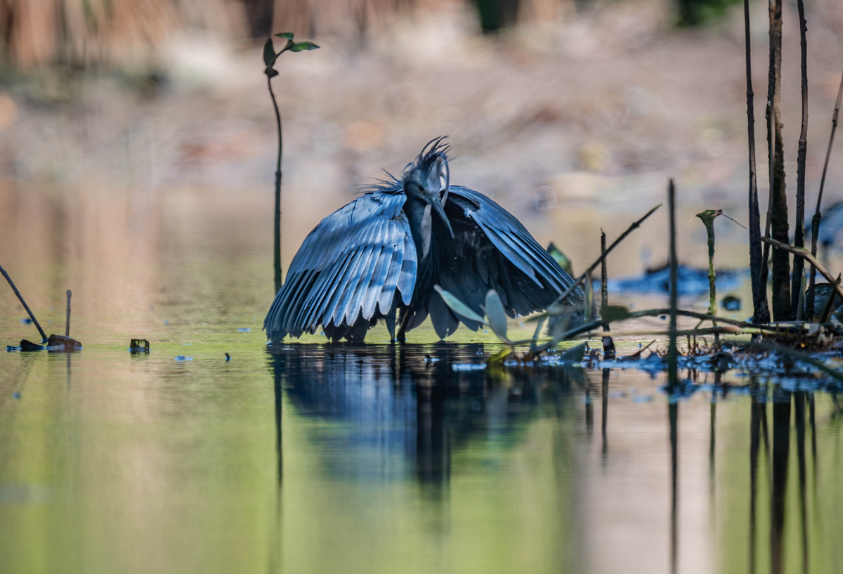 2024-12-15 145 Black Heron.jpg