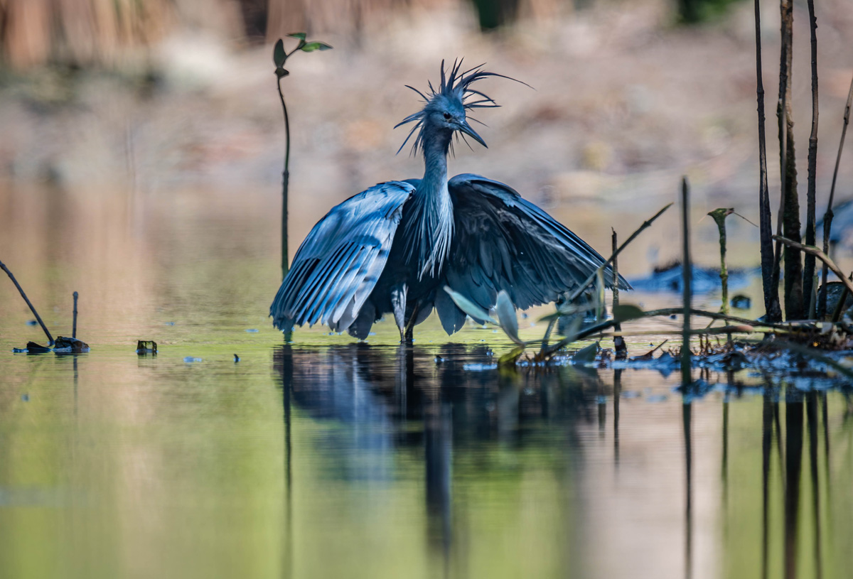 2024-12-15 146 Black Heron.jpg