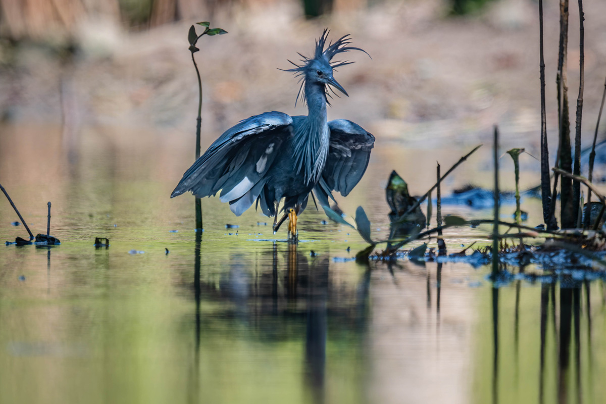 2024-12-15 149 Black Heron.jpg