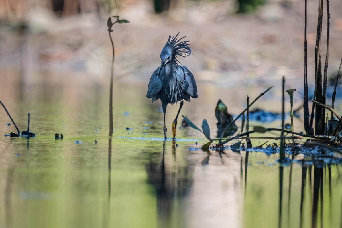 2024-12-15 151 Black Heron.jpg