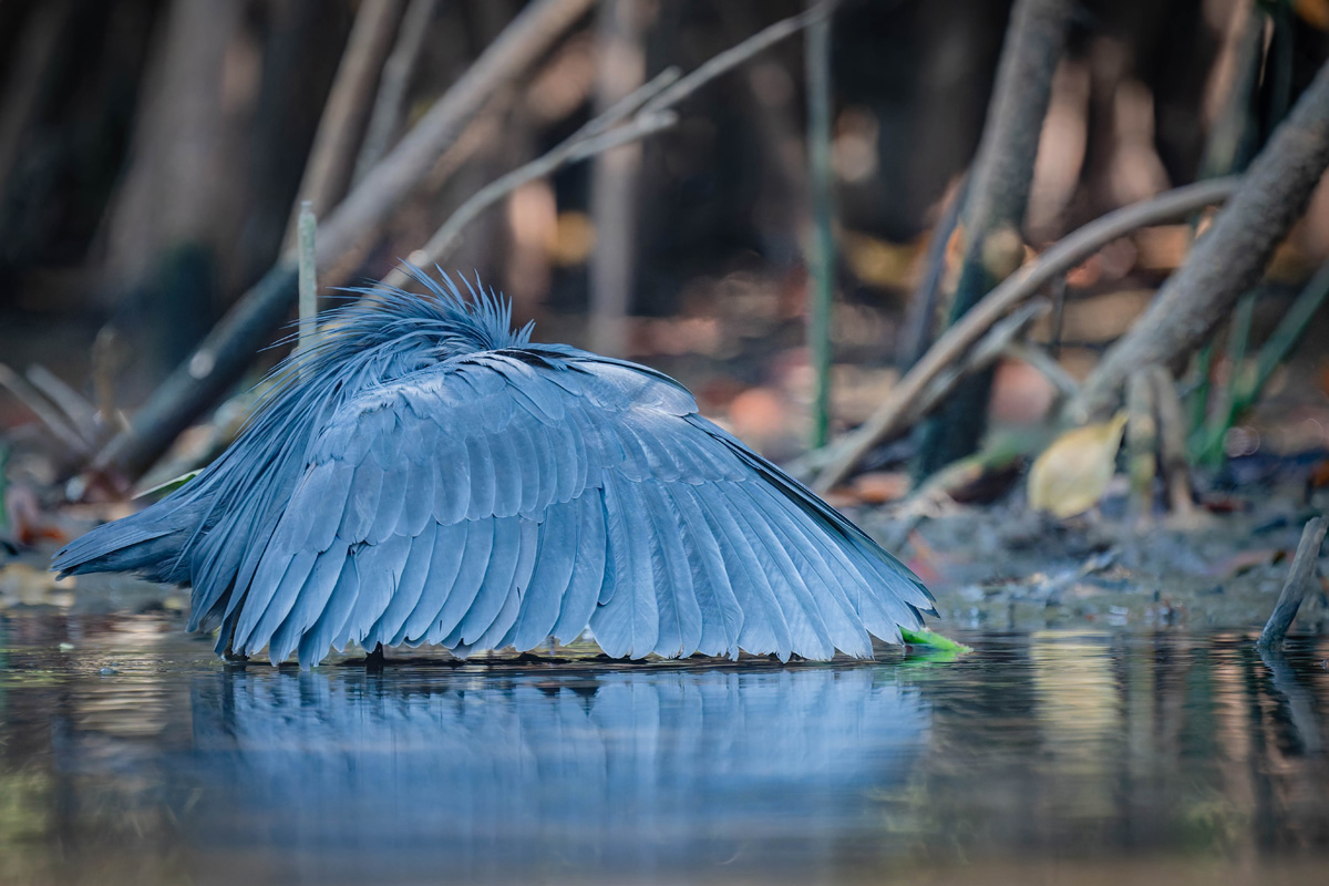 2024-12-15 170 Black Heron.jpg