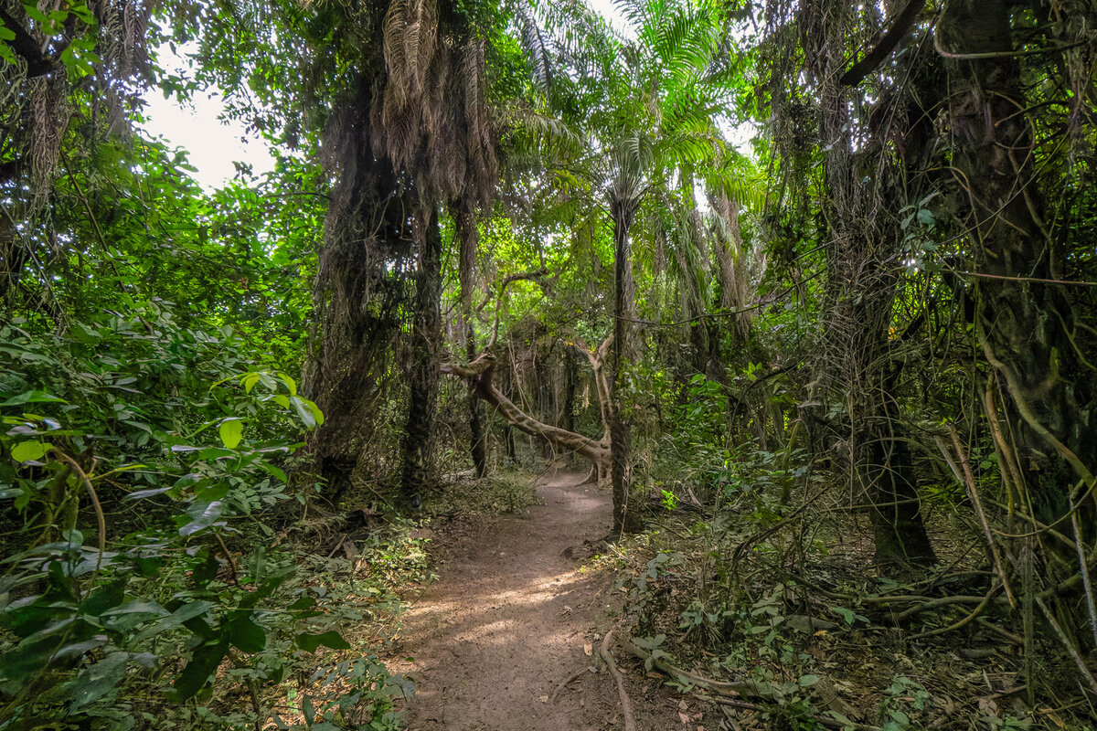 2024-12-16 002 Farasutu Forest.jpg
