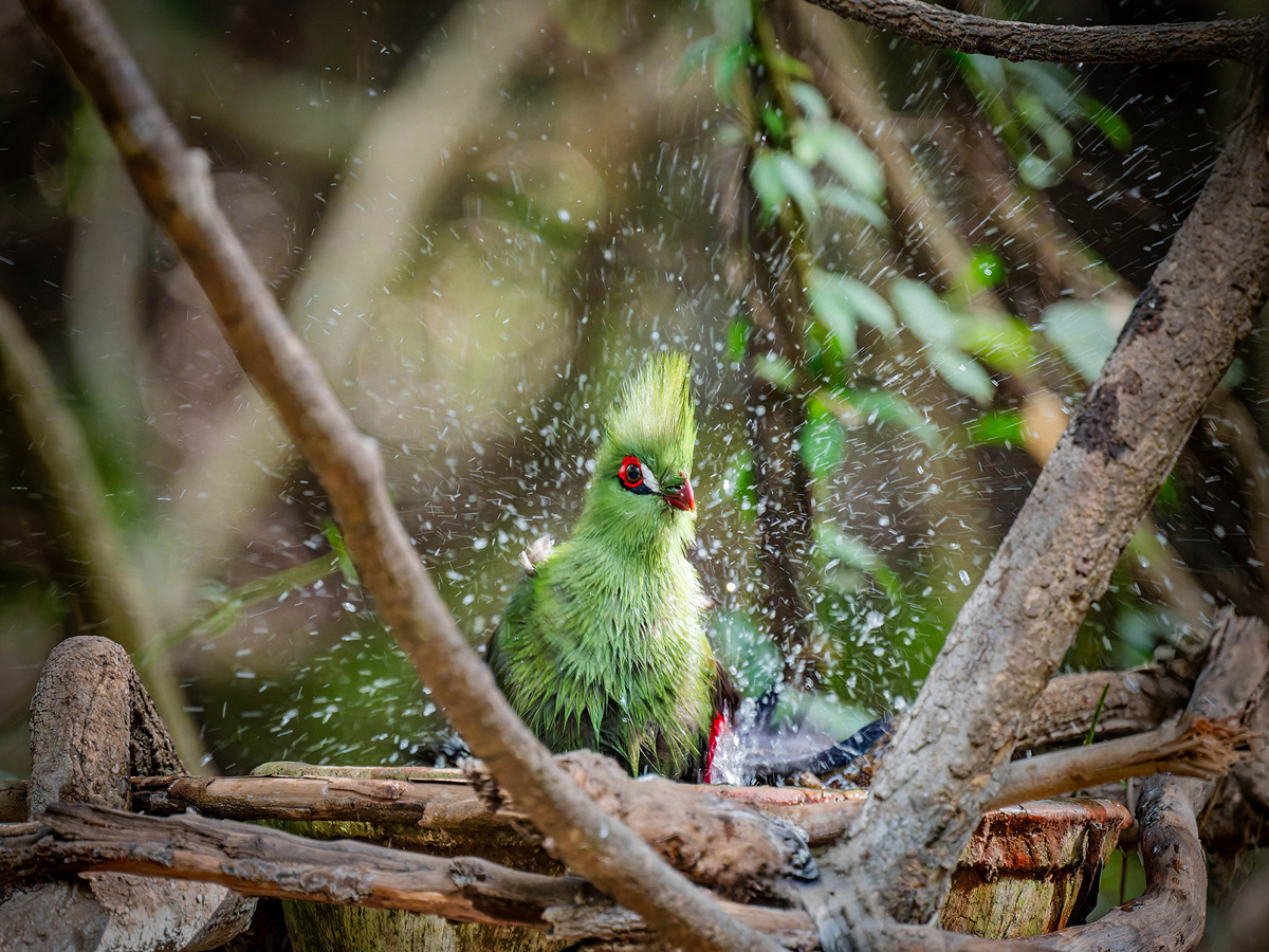 2024-12-16 016 Green Turaco.jpg