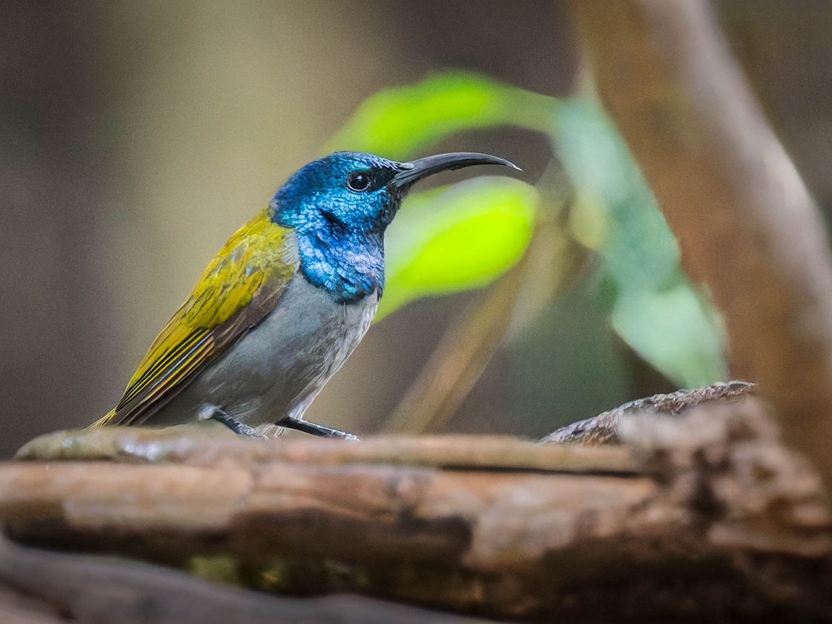 2024-12-16 028 Green-headed Sunbird.jpg