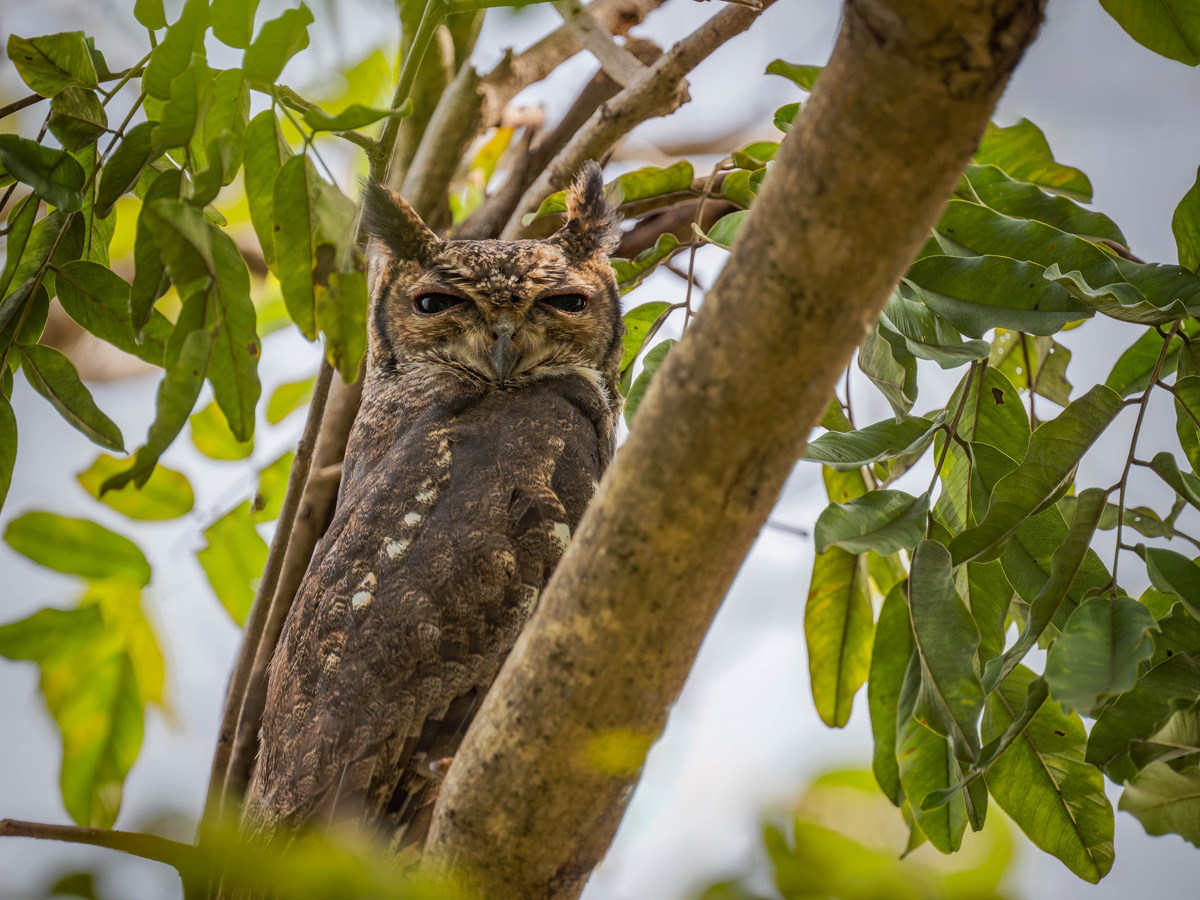 2024-12-16 036 Greyish Eagle-owl.jpg