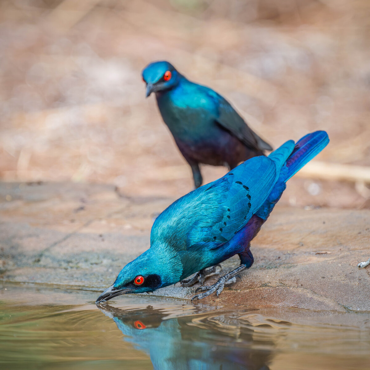 2024-12-16 068 Lesser Blue-eared Starlings.jpg