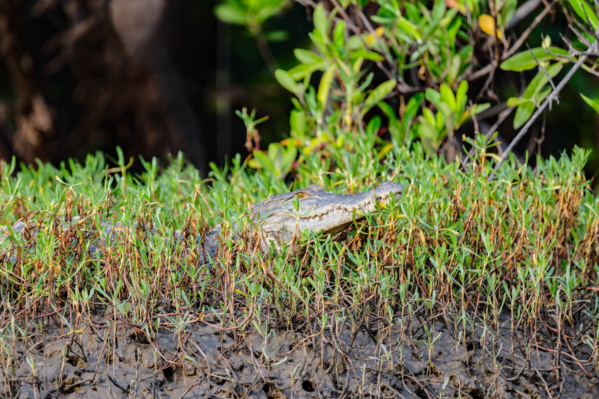 2024-12-17 020 Crocodile.jpg