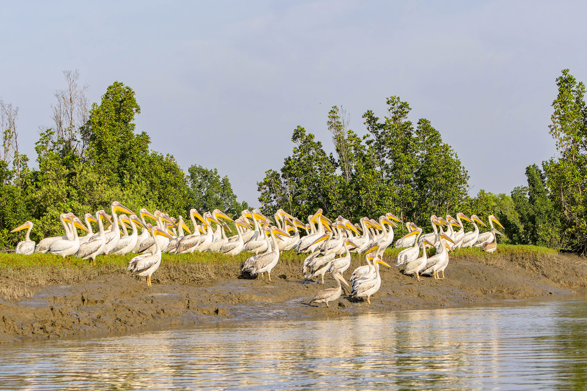 2024-12-17 041 Great White Pelicans and Pink-backed Pelicans.jpg