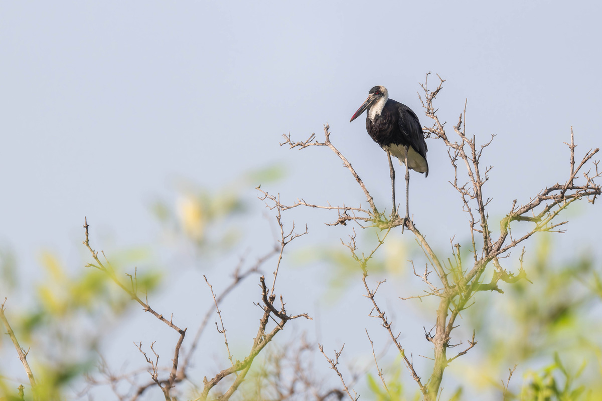 2024-12-17 049 African Woolly-necked Stork.jpg
