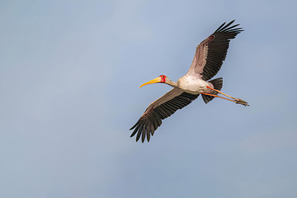 2024-12-17 051 Yellow-billed Stork in Flight.jpg