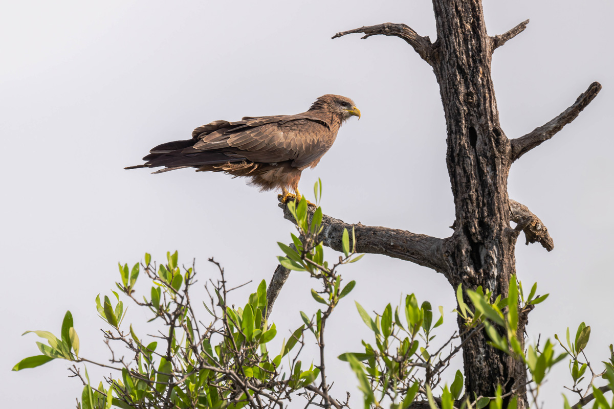 2024-12-17 078 Yellow-billed Kite.jpg