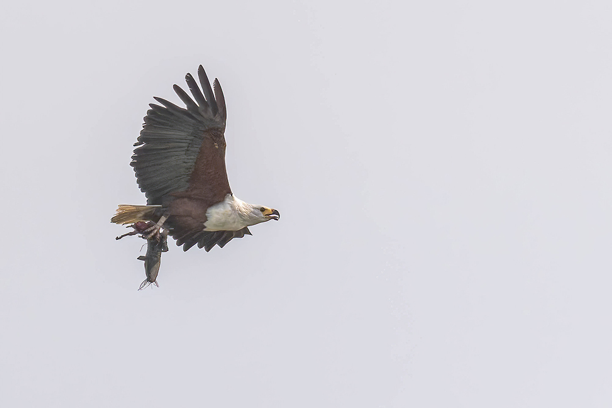 2024-12-17 083 African Fish Eagle with Fish in Flight.jpg