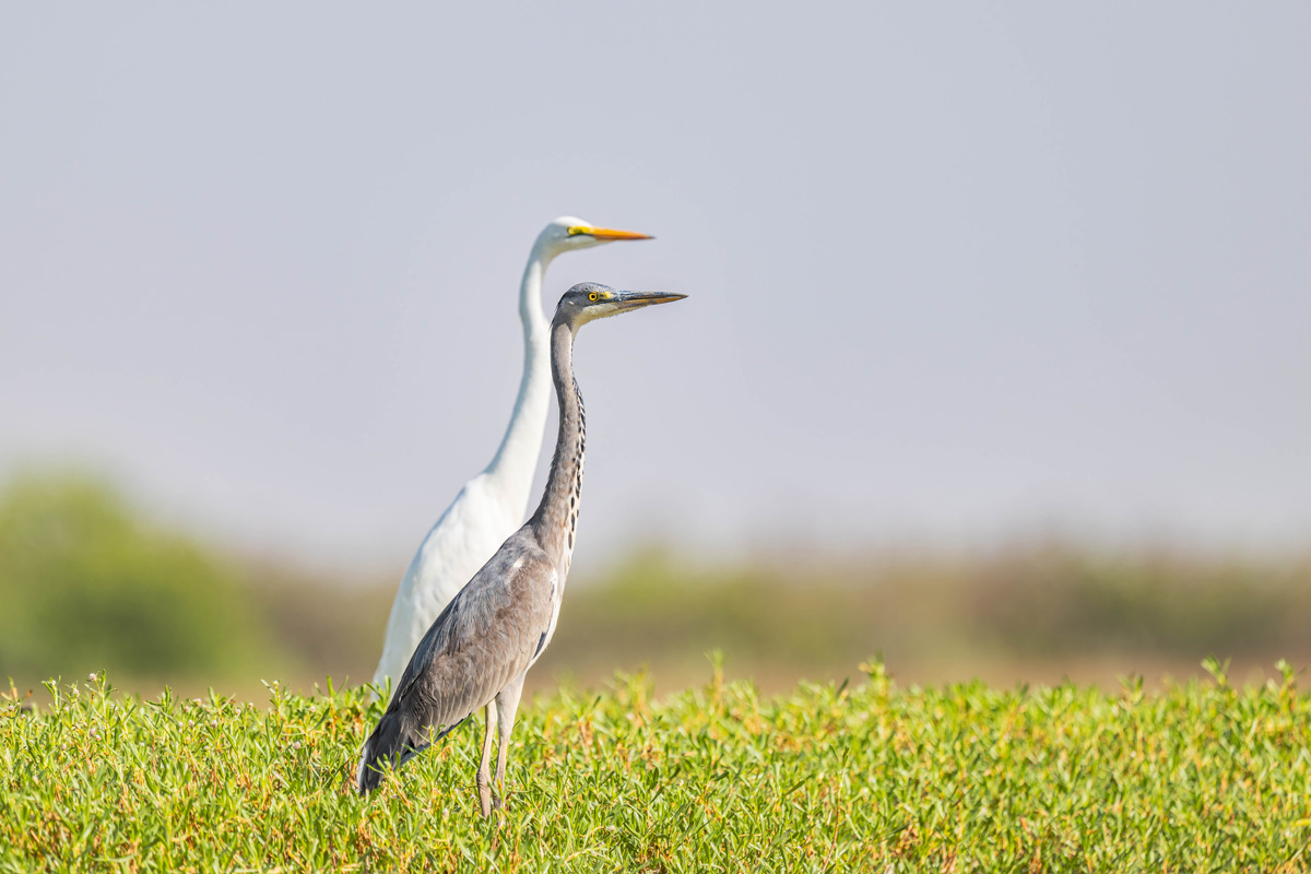 2024-12-17 085 Gray Heron and Intermediate Egret.jpg