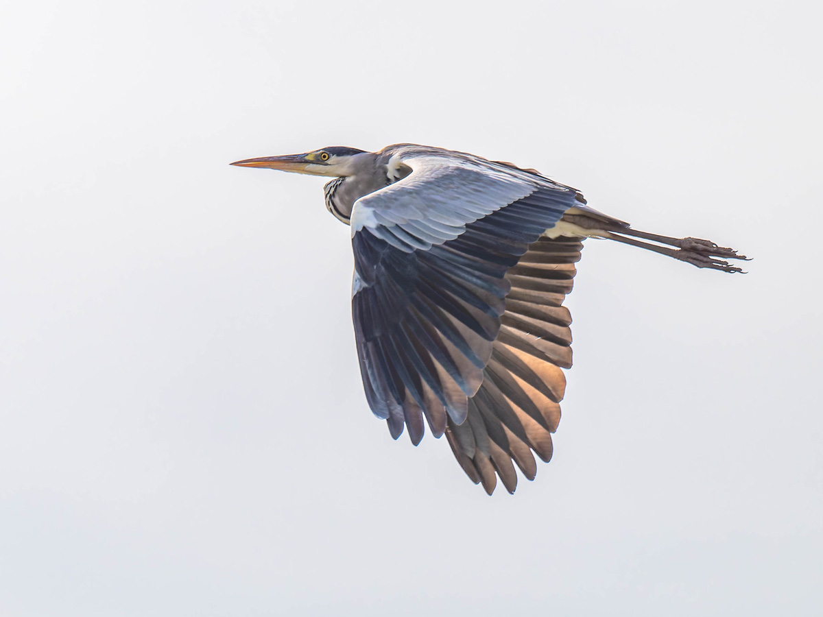 2024-12-17 090 Western Reef Heron in Flight.jpg