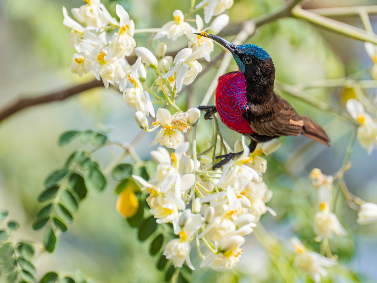 2024-12-17 101 Scarlet-chested Sunbird.jpg