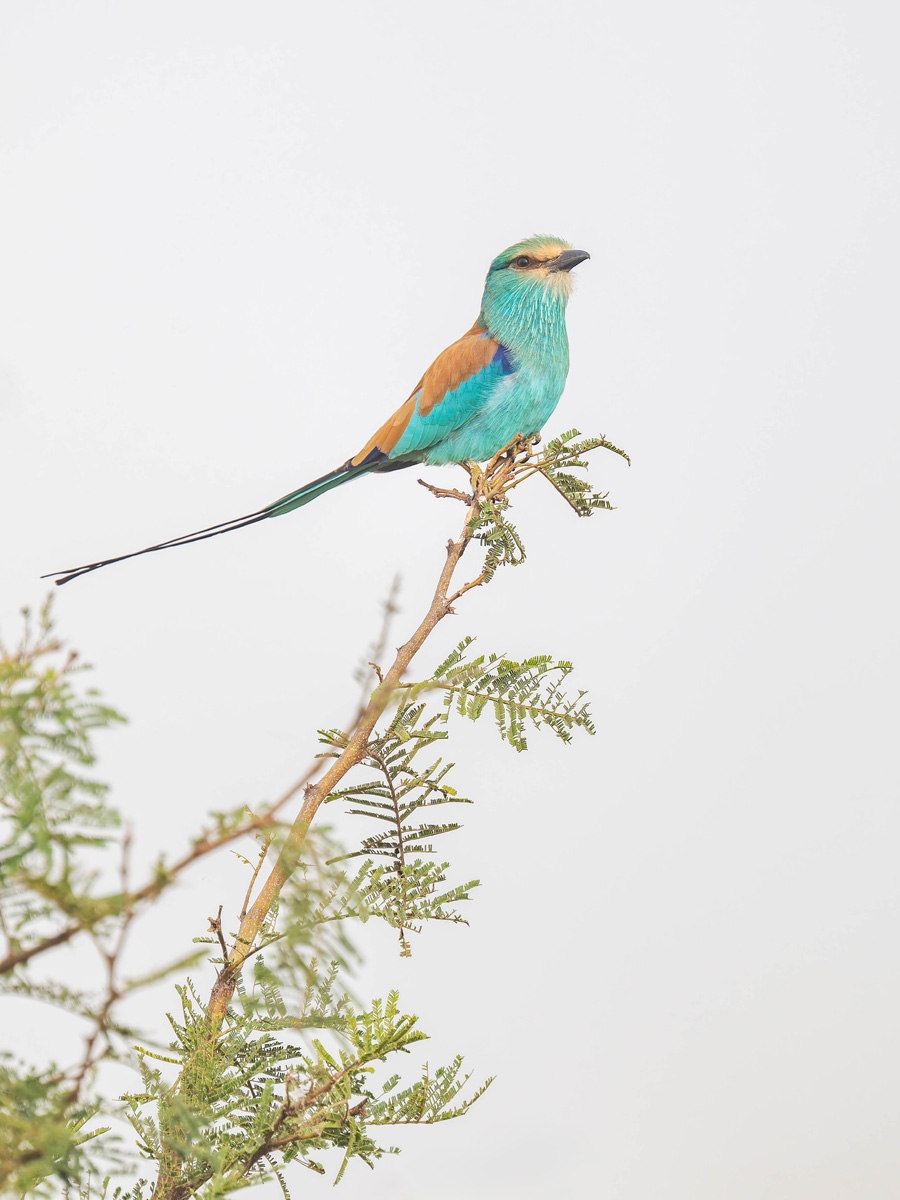 2024-12-18 018 Abyssinian Roller.jpg